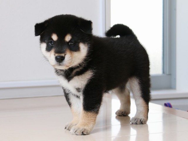 IMG_2979-shiba-puppy