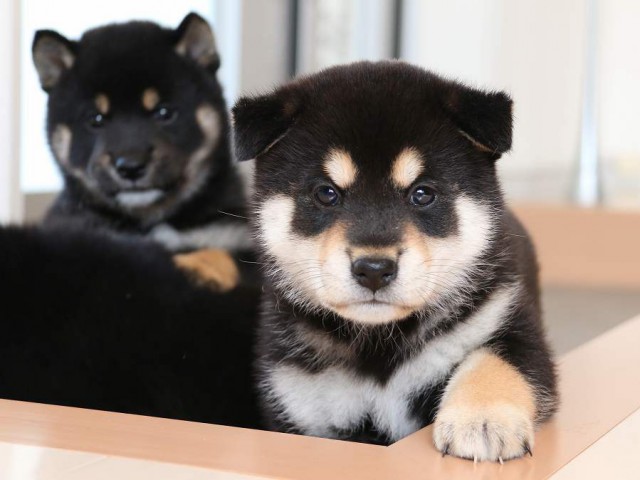 IMG_2988-shiba-puppy