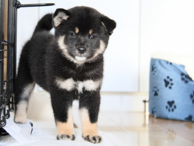 IMG_3009-shibainu-puppy