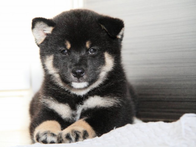 IMG_3049-shibainu-puppy