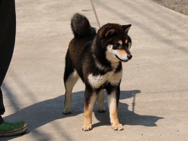 IMG_3057-shiba-puppy