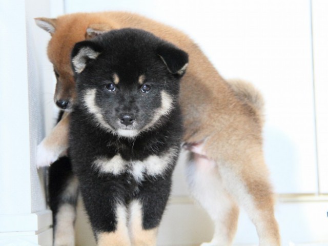 IMG_3105-shibainu-puppy