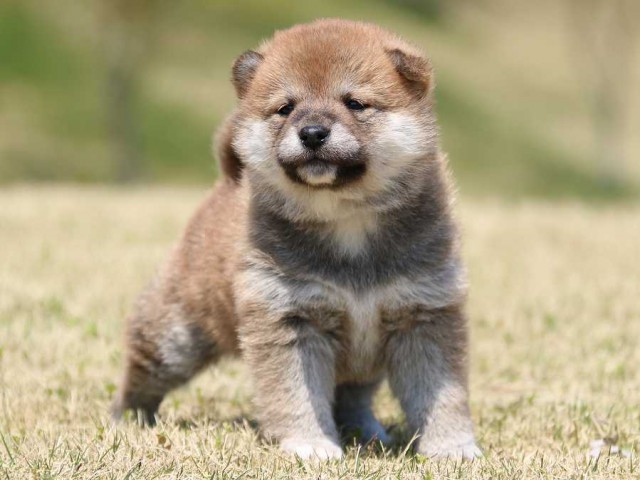 IMG_3207-shiba-puppy