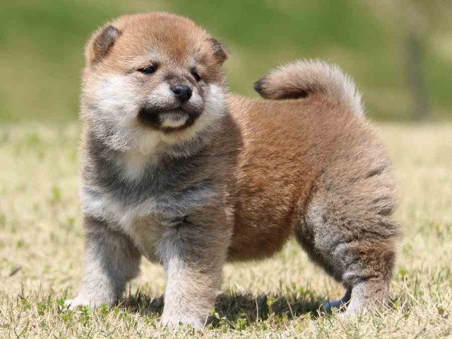 IMG_3224-shiba-puppy