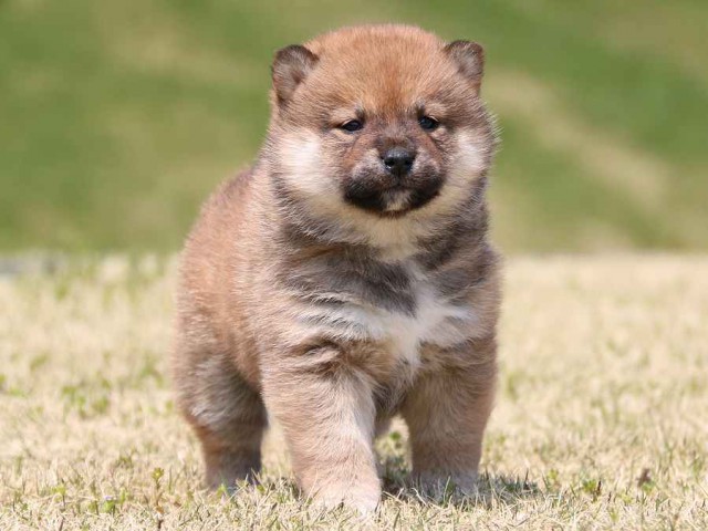 IMG_3270-shiba-puppy