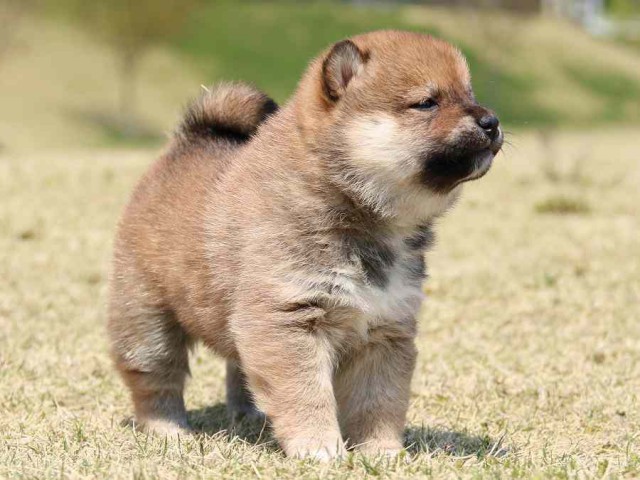 IMG_3336-shiba-puppy