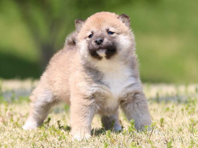 IMG_3392-shiba-puppy