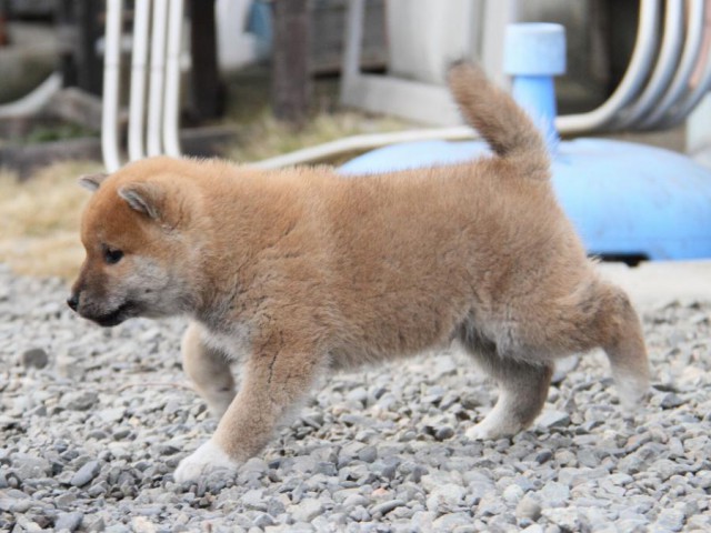 IMG_3408-shibainu-koinu