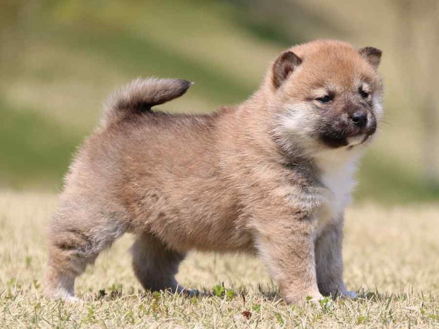 IMG_3417-shiba-puppy