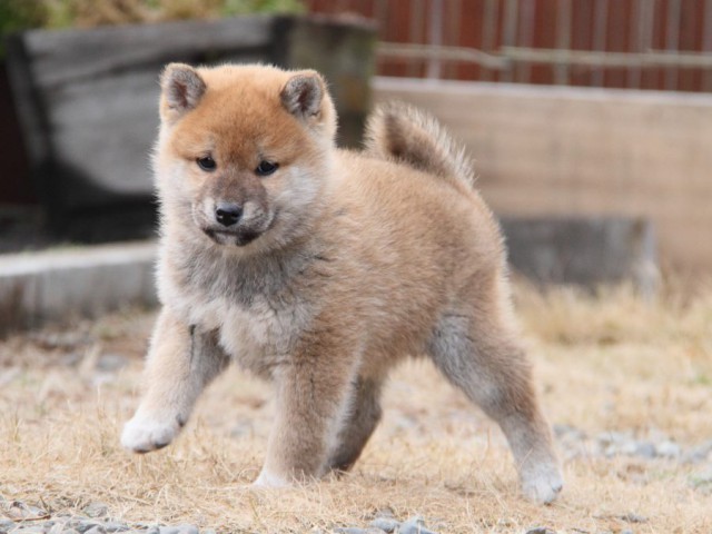 IMG_3452-shibainu-koinu