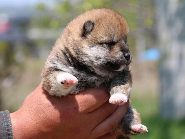 IMG_3665-shiba-puppy