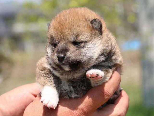 IMG_3670-shiba-puppy