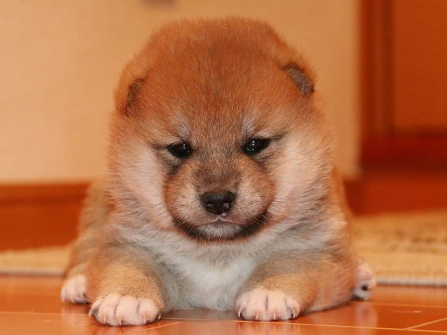 IMG_3686-shiba-puppy