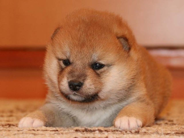 IMG_3698-shiba-puppy