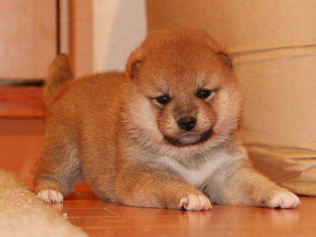 IMG_3702-shiba-puppy