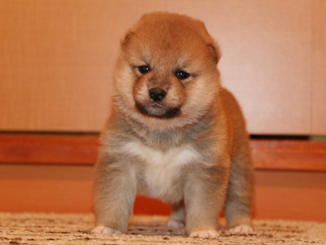 IMG_3707-shiba-puppy