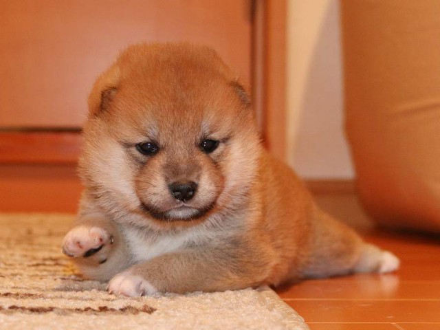 IMG_3710-shiba-puppy