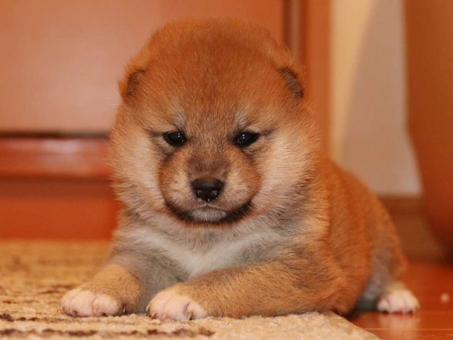 IMG_3713-shiba-puppy