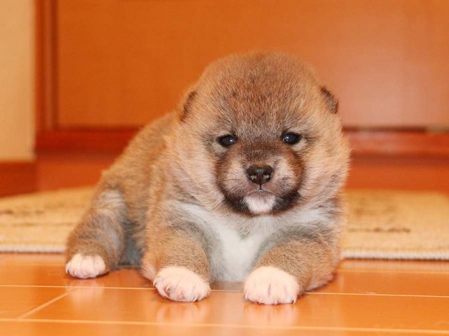 IMG_3716-shiba-puppy