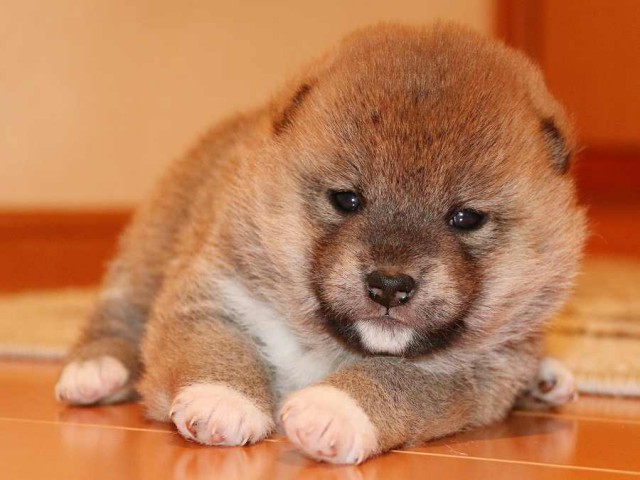 IMG_3722-shiba-puppy