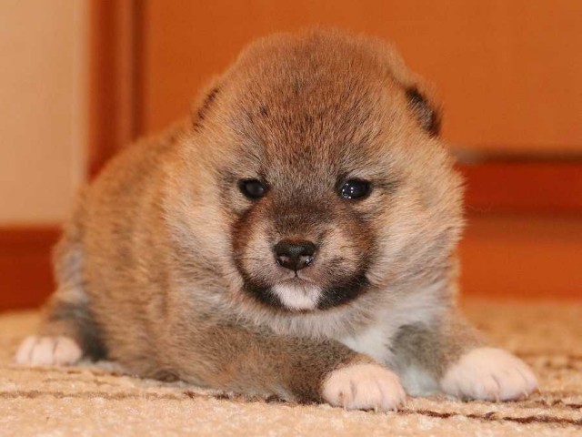 IMG_3727-shiba-puppy