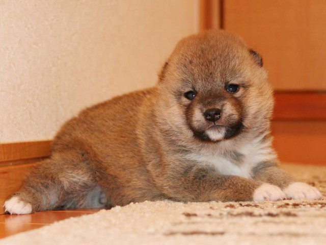 IMG_3733-shiba-puppy