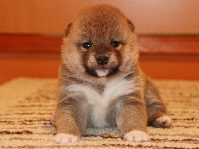 IMG_3735-shiba-puppy