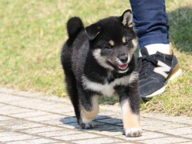 IMG_3767-shiba-puppy