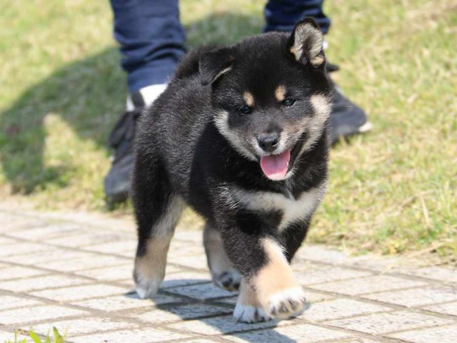 IMG_3770-shiba-puppy