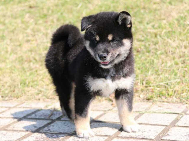 IMG_3807-shiba-puppy