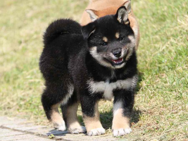 IMG_3844-shiba-puppy