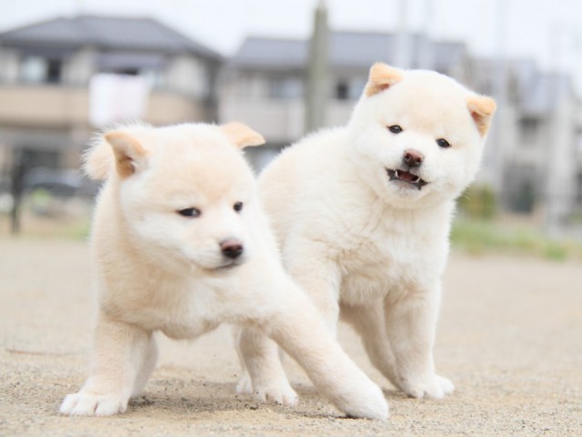 IMG_4057-shibainu-koinu