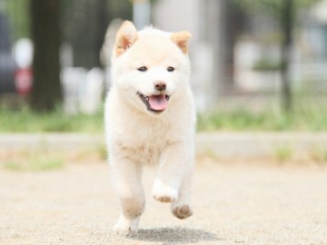 IMG_4228-shibainu-koinu-top