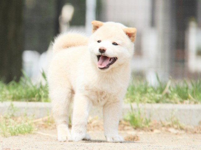 IMG_4247-shibainu-koinu