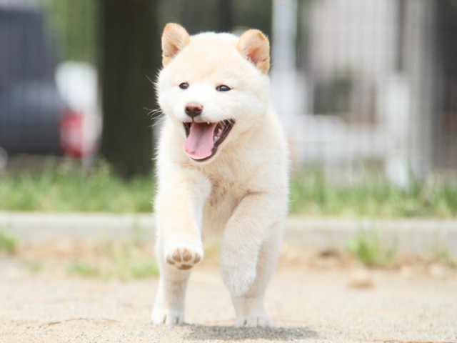 IMG_4255-shibainu-koinu