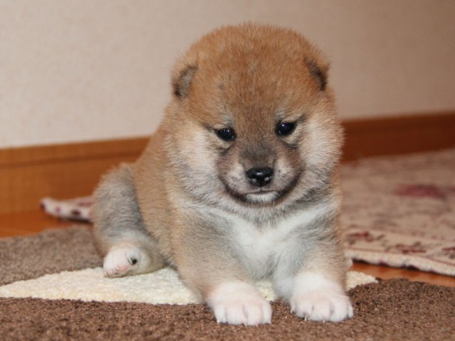 IMG_4371-shibainu-shibainu