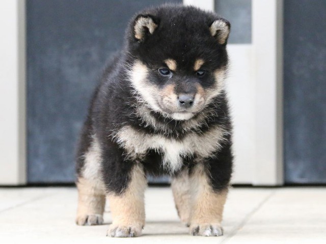 IMG_4641-shiba-puppy