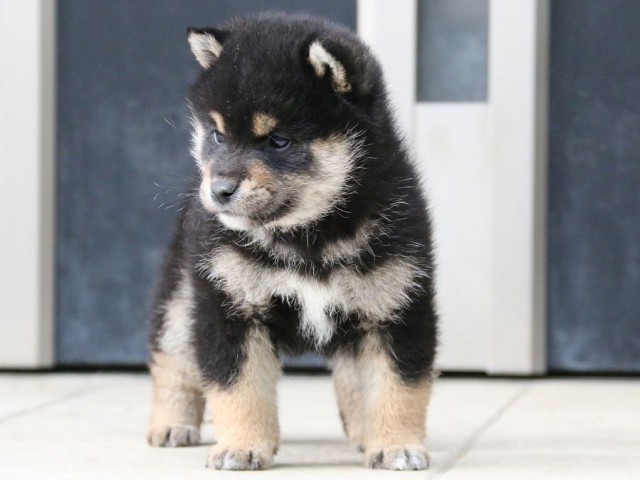 IMG_4642-shiba-puppy