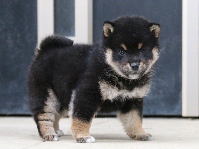 IMG_4689-shiba-puppy