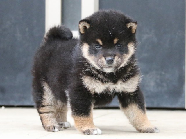 IMG_4693-shiba-puppy