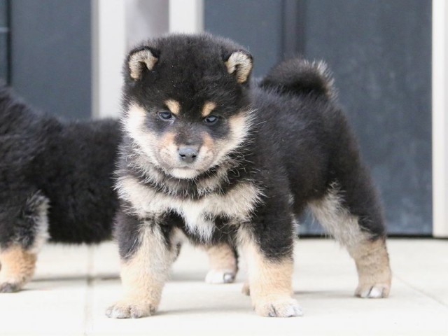 IMG_4718-shiba-puppy