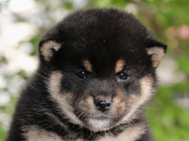 IMG_4746-shiba-puppy