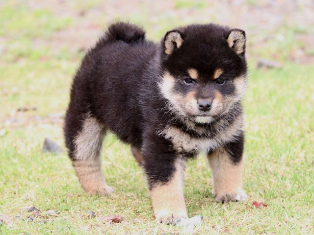 IMG_4784-shiba-puppy