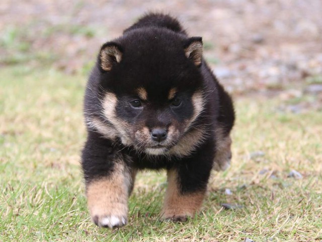 IMG_4816-shiba-puppy