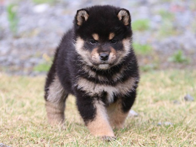 IMG_4846-shiba-puppy