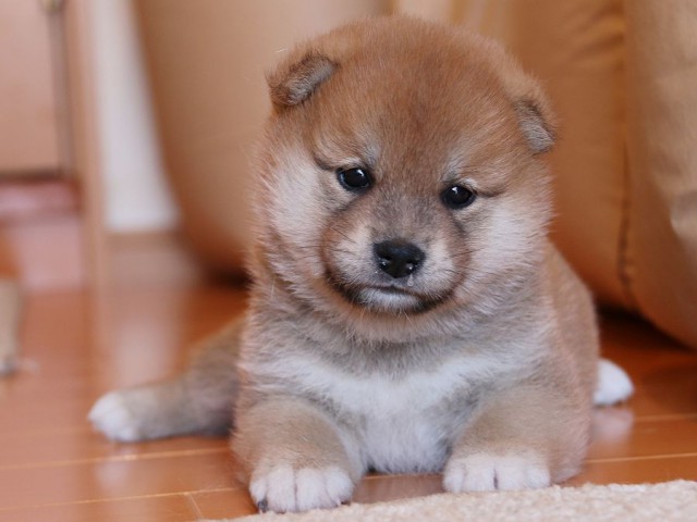 IMG_4862-shiba-puppy