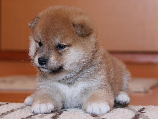 IMG_4870-shiba-puppy