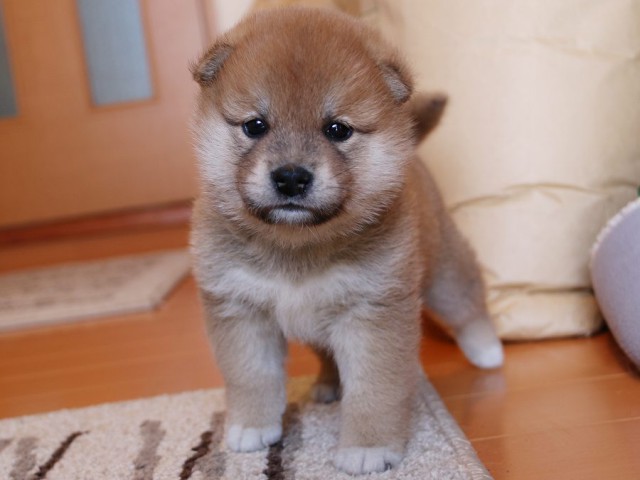 IMG_4881-shiba-puppy