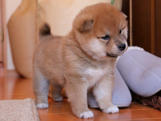 IMG_4890-shiba-puppy