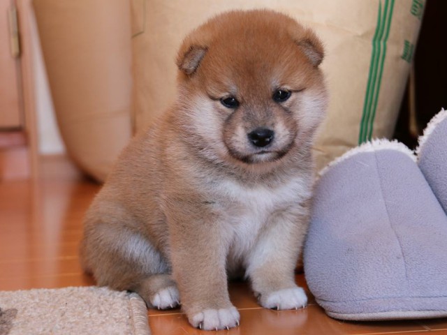 IMG_4891-shiba-puppy